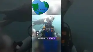 Тюлени спасают людей 😱// #интересно #рекомендации