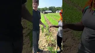 Bibi (Grandma) Mwanaidi Teaches Us How to Transplant Lettuce