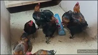 Распродажа цыплят и  петухов