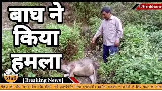 Uttarakhand Tiger Attack बाघ ने किया हमला गांव वालों में दहशत || Qutub Mail ||