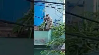 hanuman ram jai shree ram 
