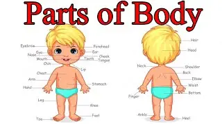 Learn Parts Of Body Name | Parts of Body Name in English | Human Body Parts |