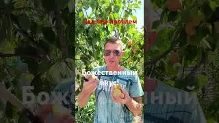 То Че Сан - слива с божественным вкусом!