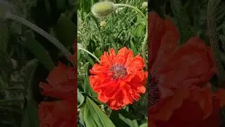 Маки 