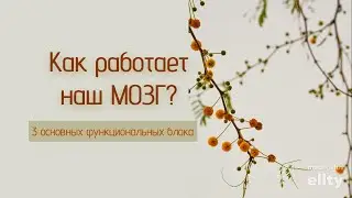 Как работает наш МОЗГ? 3 основных функциональных блока🧠