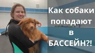 Как? РЕАБИЛИТАЦИЯ собаки?! Возможная собака спинальник, полиартрит и походы в бассейн в Казани