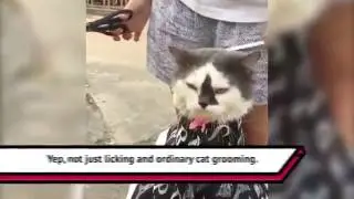 Cat Barber