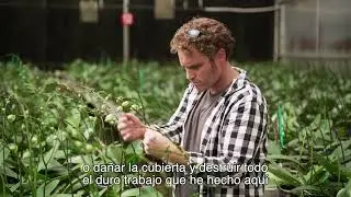 ¿Por qué los productores eligen las soluciones de cobertura para invernaderos de Palram?