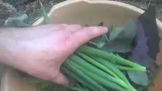 фирменное блюдо Якова из дикоросов для чётких и качков и это вкусно сытно и полезно :)