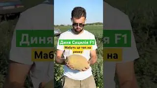 Диня Сицилія F1 – топ серед динь в Україні!