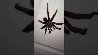 Amigo / Друган пришел 😂