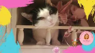 👻 Вы только посмотрите как Пингвин реагирует на своё имя 🌺🥰