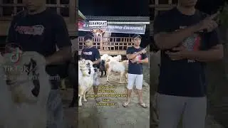 testimoni pengiriman kloter pertama kambing QURBAN tujuan BEKASI 