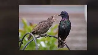 The Starlings