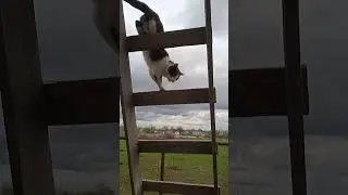КОШАК ДОБЫТЧИК, ЭКВИЛИБРИСТ.