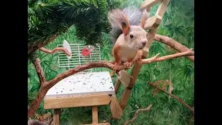 Белка в доме