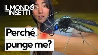 Perché le zanzare pungono proprio te: da dove arrivano e cosa le attira davvero del nostro corpo