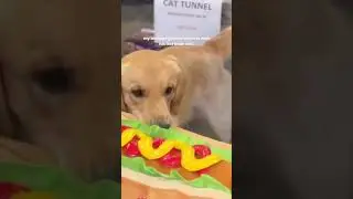 NOM NOM NOM i got the hot dog 🤣🤣🤣🤪🤪🤪