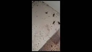 הדברה של תיקן גרמני תיקן אמריקאי ותיקן פסים חלק ב'- 055-937-8507 - המדביר שמציל