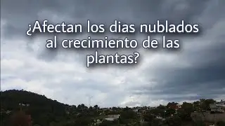 ¿Afectan los días nublados al proceso de la fotosíntesis? - Plantas carnívoras