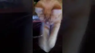 Муся