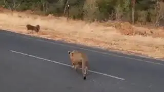 Aslan vs kaplan kusursuz av