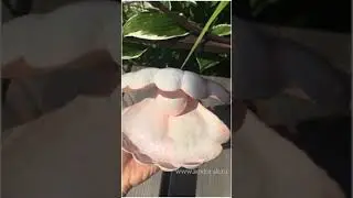 Что подарить на жемчужную свадьбу ?!