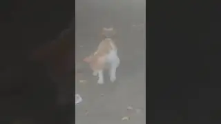 .ratia oatahia Chade  dina othia surju amaia aobai sapout corbo Brizailir