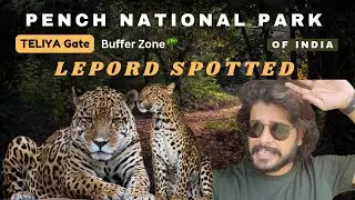 Pench National Park | Teliya Gate Jungle Safari  | Lepord Spotted in Buffer Zone 🐅 | Orient Woods