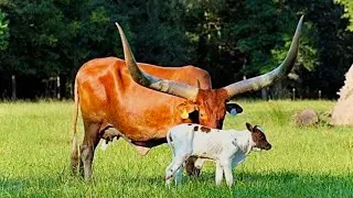 Top 5 Indian cattle breeds | best breed in the world | New year 2024 | dairy farming in India