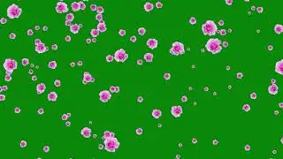 Rose Flowers Green Screen Video | Rose Flowers Animation Video | Chroma Key