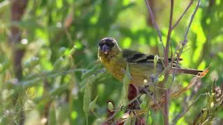 Jilguero, macho (Spinus barbatus)