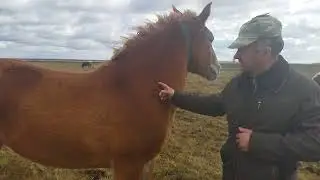 ЛОШАДИ/САН САНЫЧ В ГОСТЯХ У МОИХ ЛОШАДЕЙ