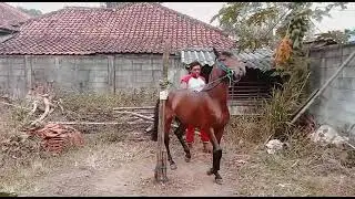 melatih nguprit kuda renggong  si manis pimpinan bapa umis bengang buahdua