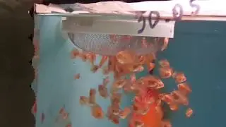 Кормление дискусов артемией.