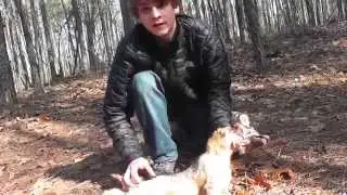 First Gray Fox - Trapping