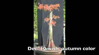 Flat-top Bald Cypress - Autumn color - Jan 2011 Update