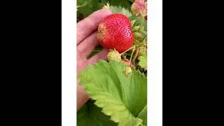 Вима Тарда/Описание сорта 🍓🍓🍓