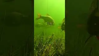 Worm 🐍 and perch 🐟