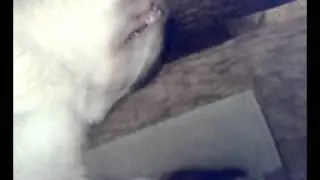 ржач)))))) кот тимон и лимон....смотреть до конца!!!!!!!!