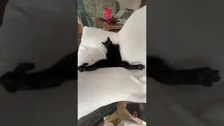 Я Усталь!🐈‍⬛I'm tired! #cat #funny #shorts #юмор #котики