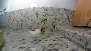 Pé de feijão crescendo - Growing beanstalk