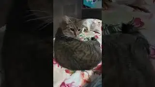 Да он грибы не любил😅😄🤣