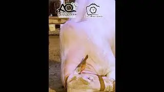 Bachon Apni Ankhen Band Karlo | AQ Cattle Farm