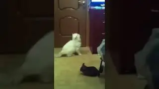 Кот VS шиншилла  Прикол!