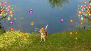 Paul Lander - Little Doggie Max [Video Fan]