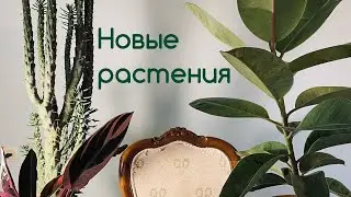 Новые растения в моей оранжереи!