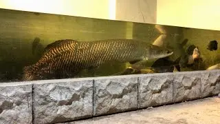 Monsters in Dark View | River Monsters