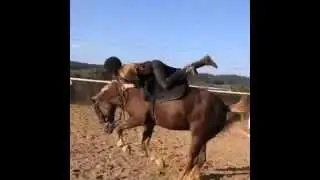 hilarious horse fall
