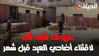 قبل شهر عن عيد الأضحى.. عزوف عن اقتناء المواشي